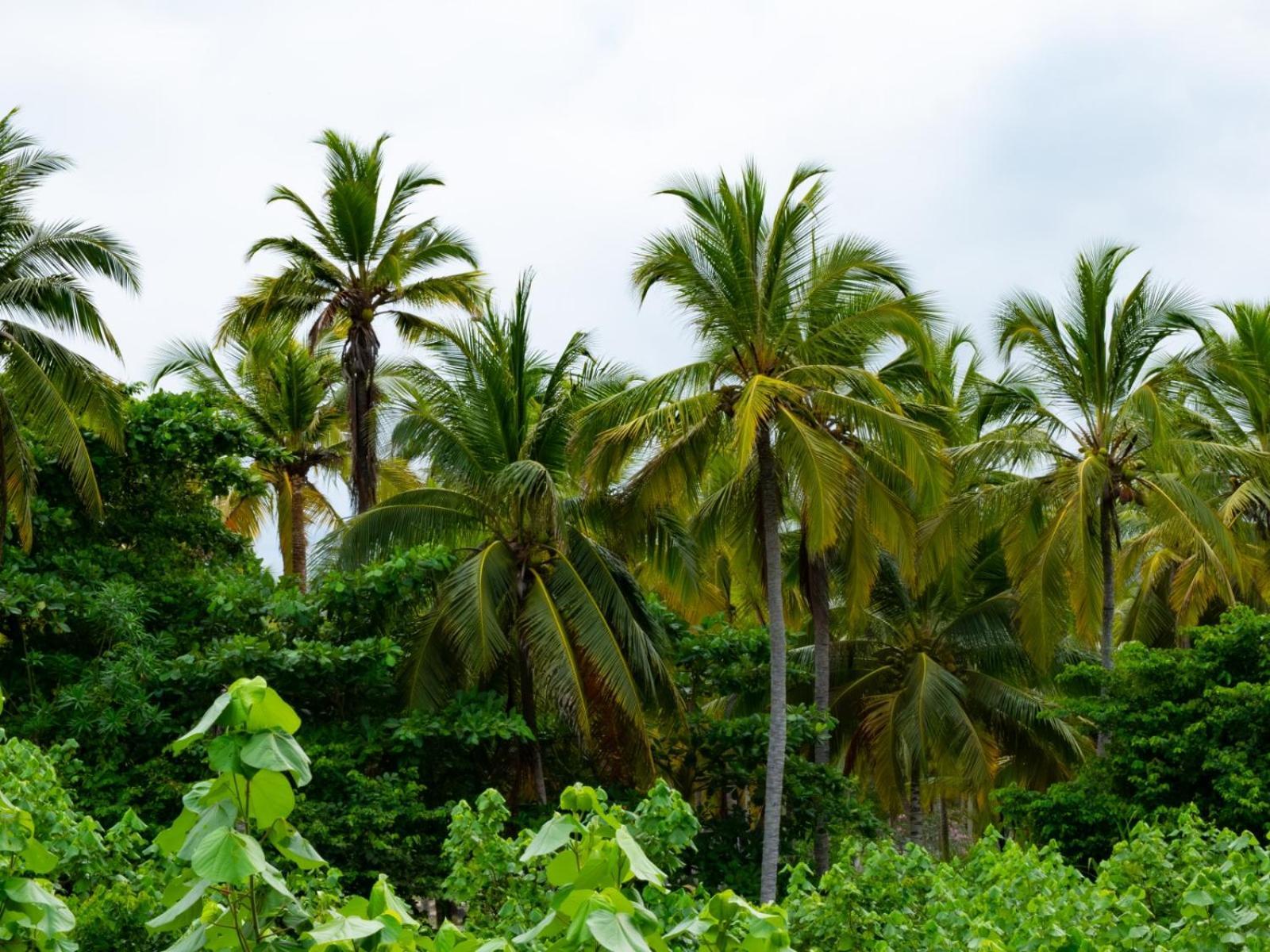 Yaku Hostel Guachaca Rom bilde